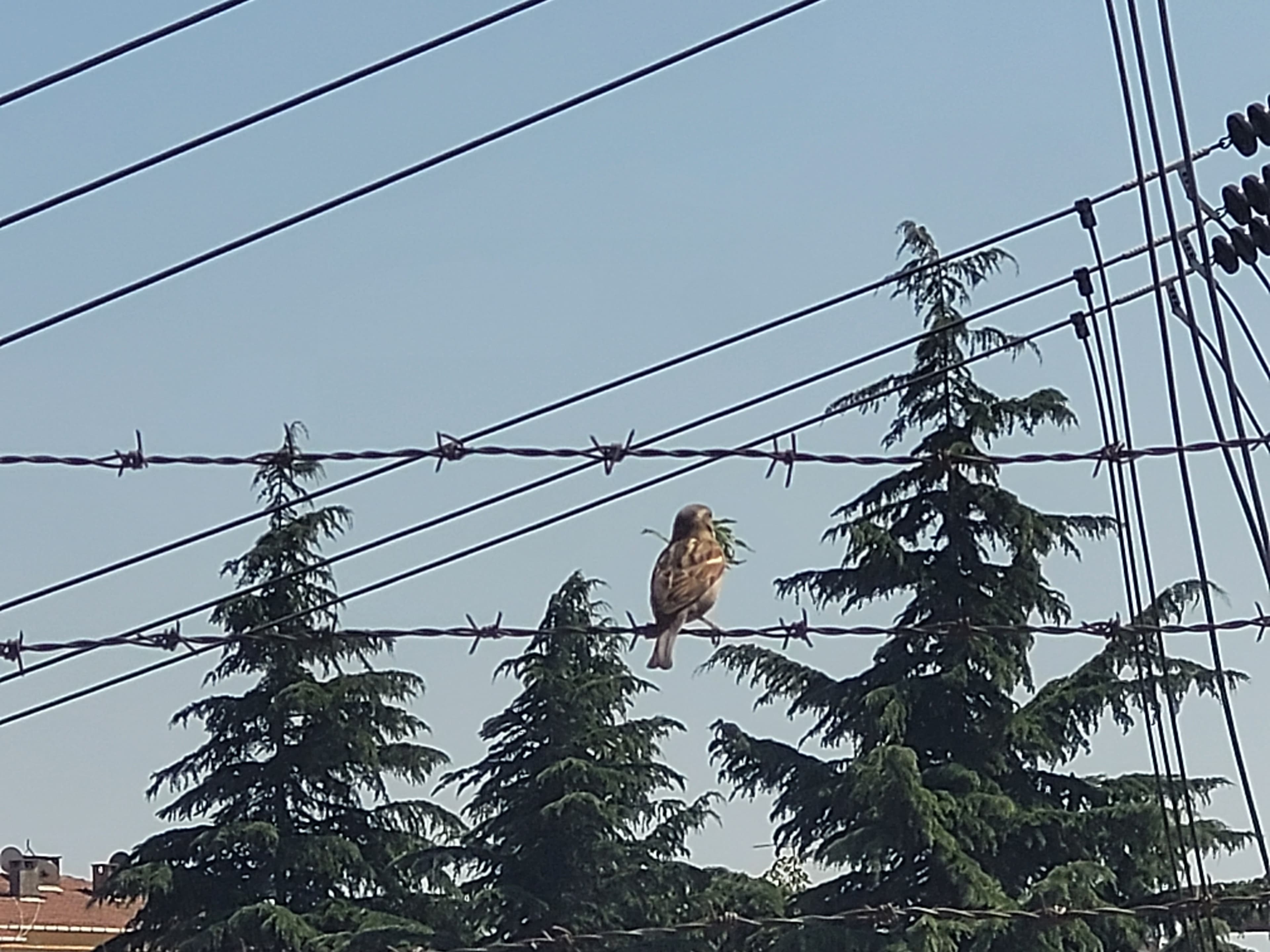 BARBED WIRE AND FREEDOM