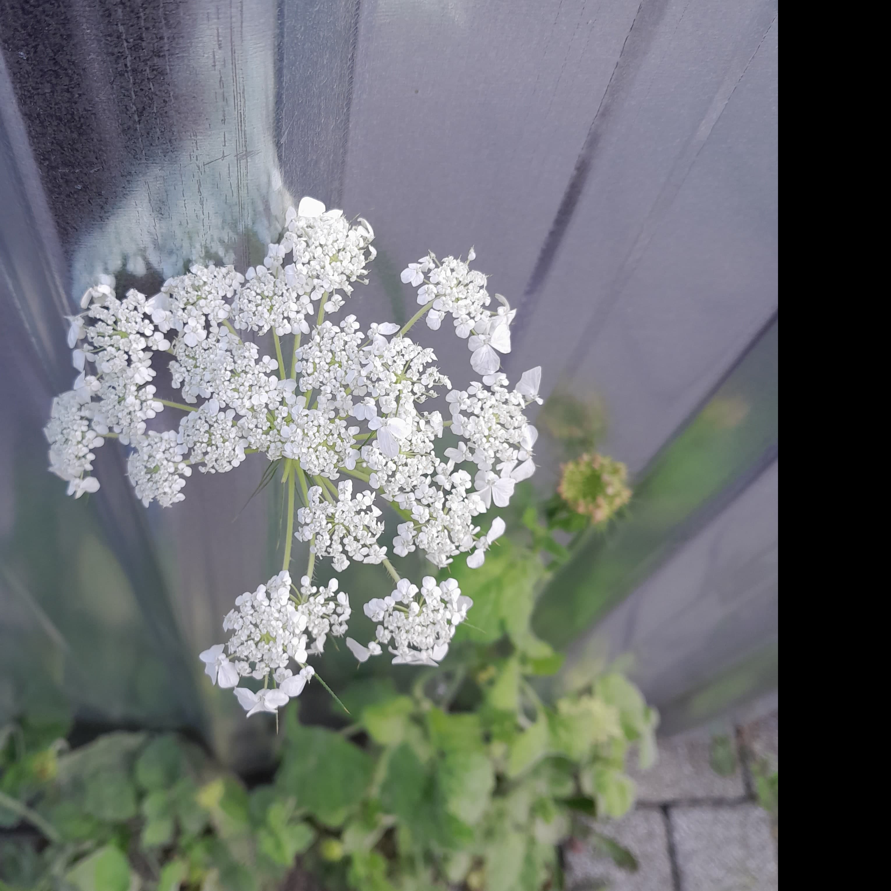 METROBUS ROUTE FLOWER